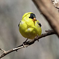 American Goldfinch