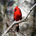 Cardinal in Winter