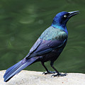 Grackle