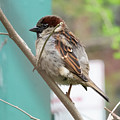 House Sparrow on Easter Sunday